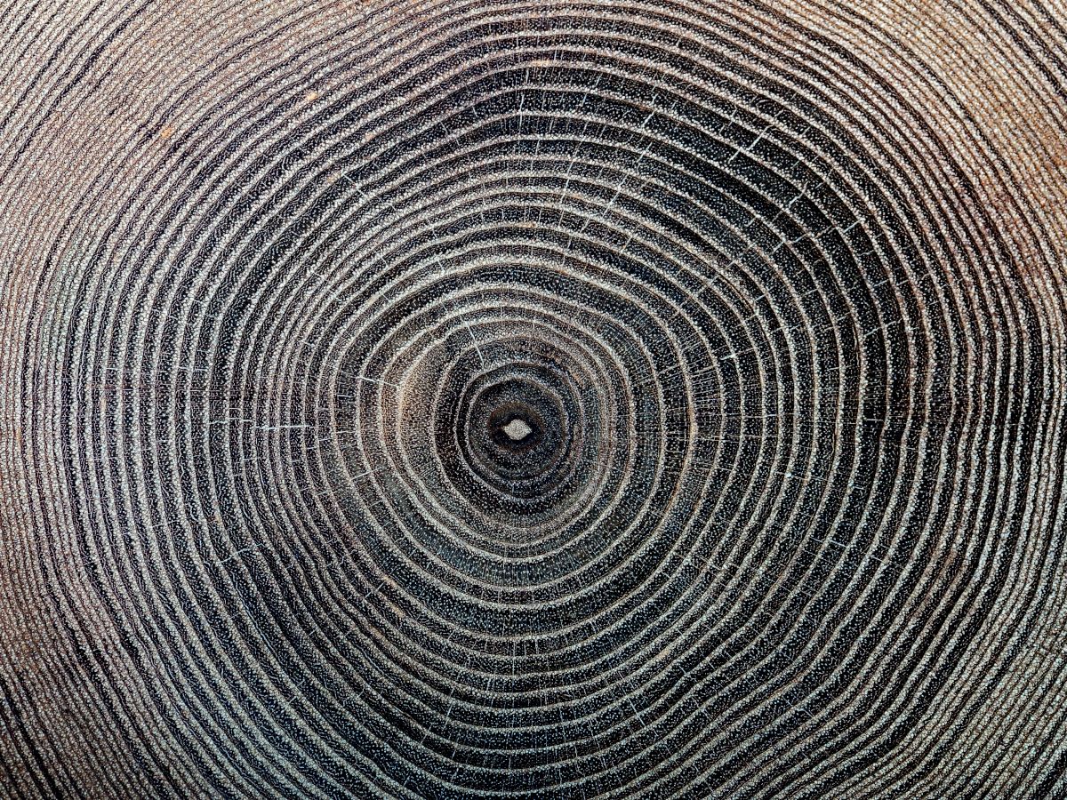A close-up of concentric tree rings cross-section, showing growth rings from the center outward.