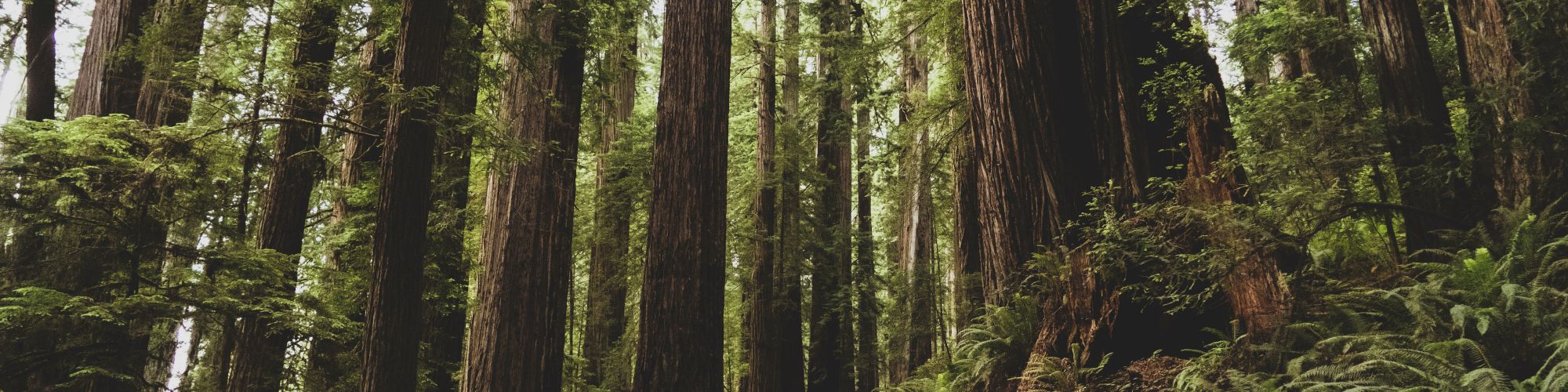 A forest trail winds through tall trees and lush ferns, dappled sunlight filtering down the path.