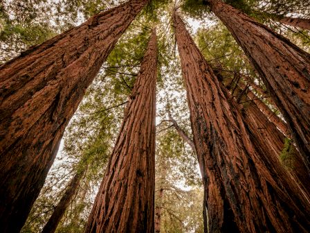 Tall, ancient trees seen from below, their bark textured and towering toward the sky, forming a green canopy above.